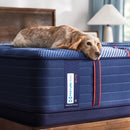 Sealy Albany II Spring Mattress