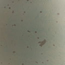 Baychester Vase - Furniture Now (CA)