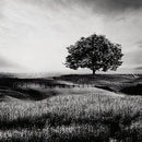 Deborland Wall Art - Furniture Now (CA)